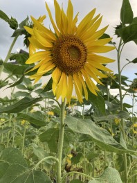 8月もあと1週間